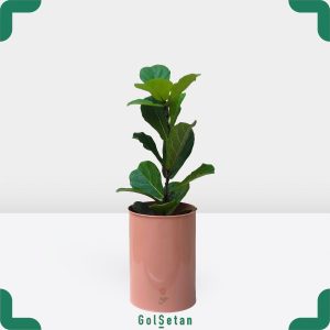 فیکوس لیراتا در گلدان فلزی زیبا
