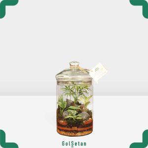 تراریوم استوانه ای فیتونیا بزرگ خاص