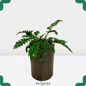 فیلودندرون کنگره ای با فلاورباکس زیبا