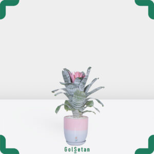 آکمیا در گلدان سرامیکی صورتی