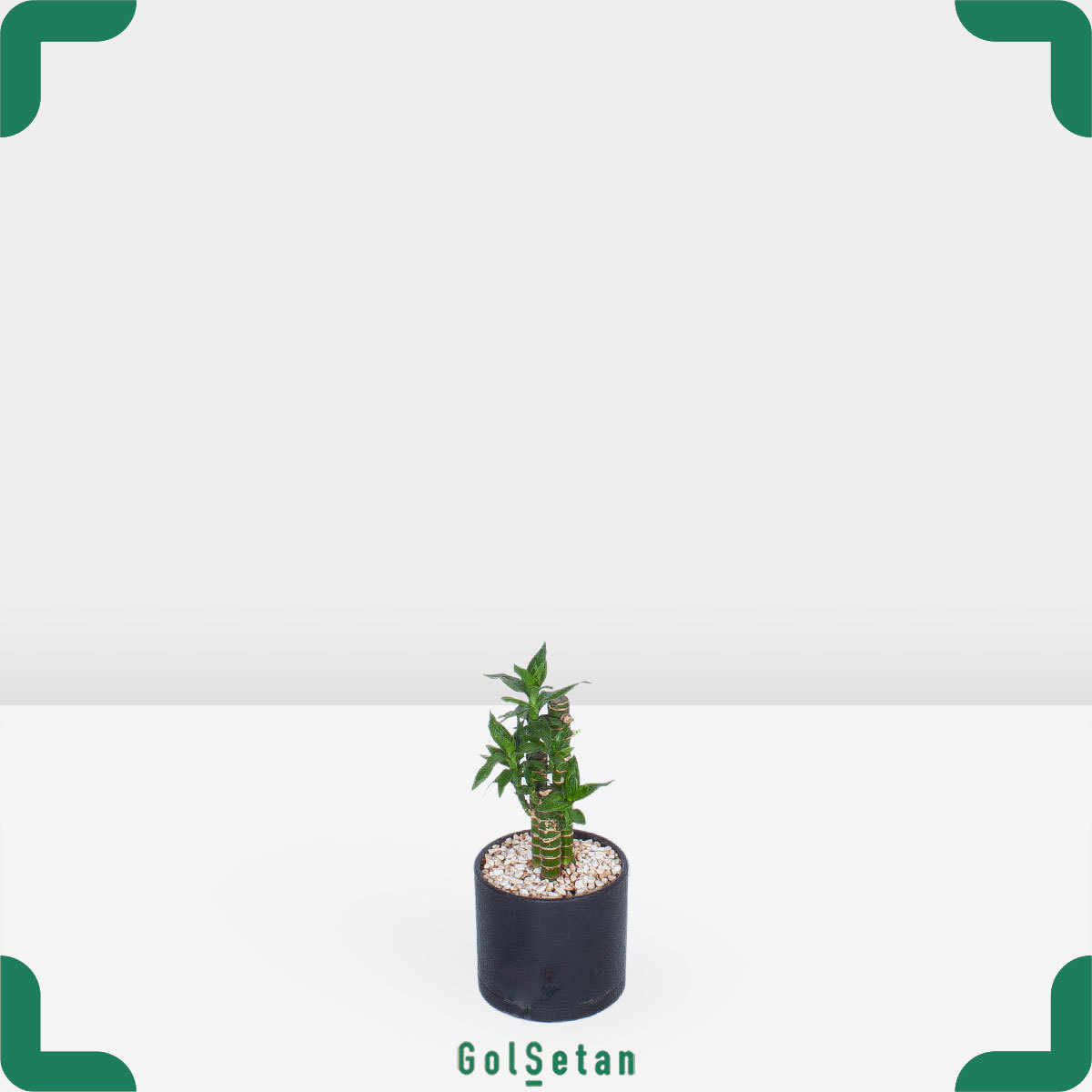 bamboo-lotus-plant-pot گلدان بامبو سه تایی شیک