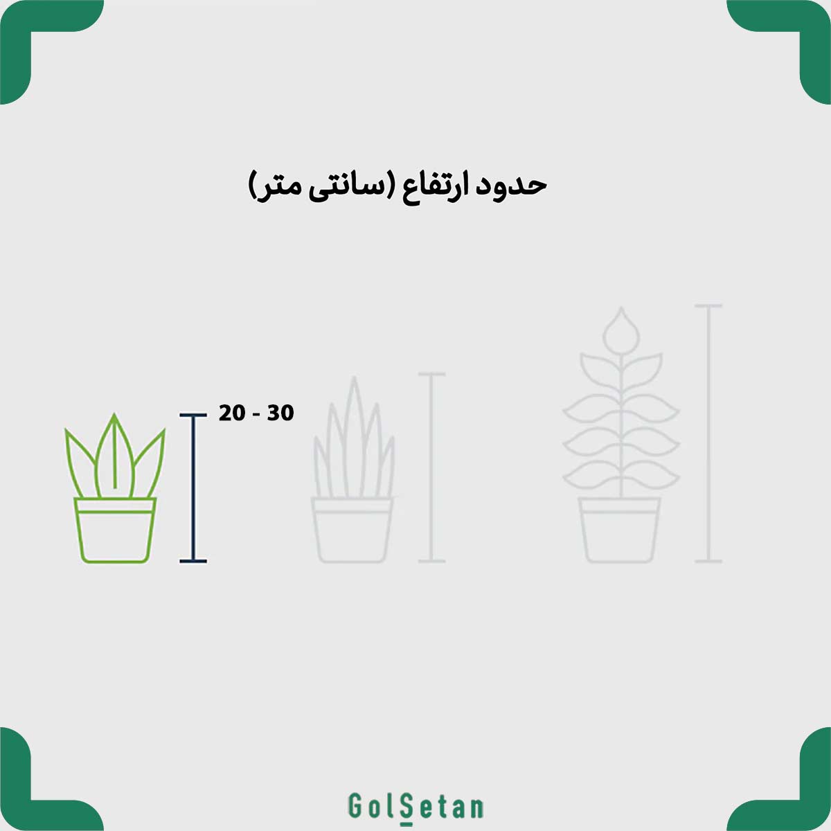 bamboo-lotus-plant-size ابعاد گلدان بامبو سه تایی