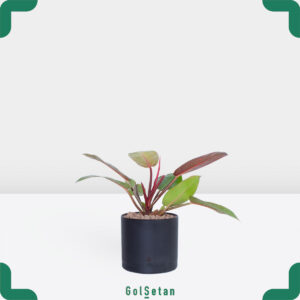 فیلودندرون پرتقالی متوسط