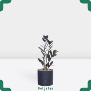 گلدان زاموفیلیا 3 شاخه جذاب