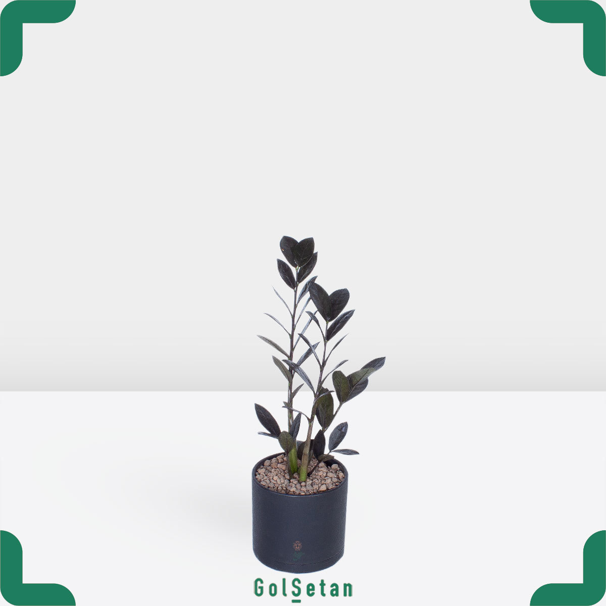 zamioculcas-3-branches-pot گلدان زاموفیلیا 3 شاخه شیک