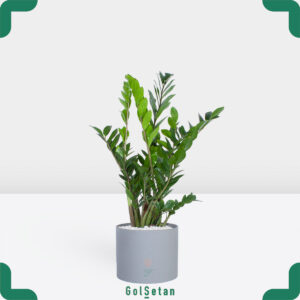 گلدان زاموفیلیا 7 شاخه مقاوم