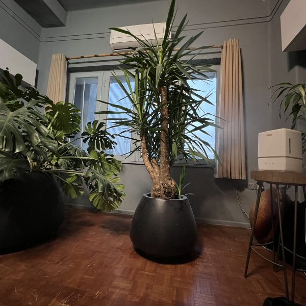 گلدان یوکا غول پیکر