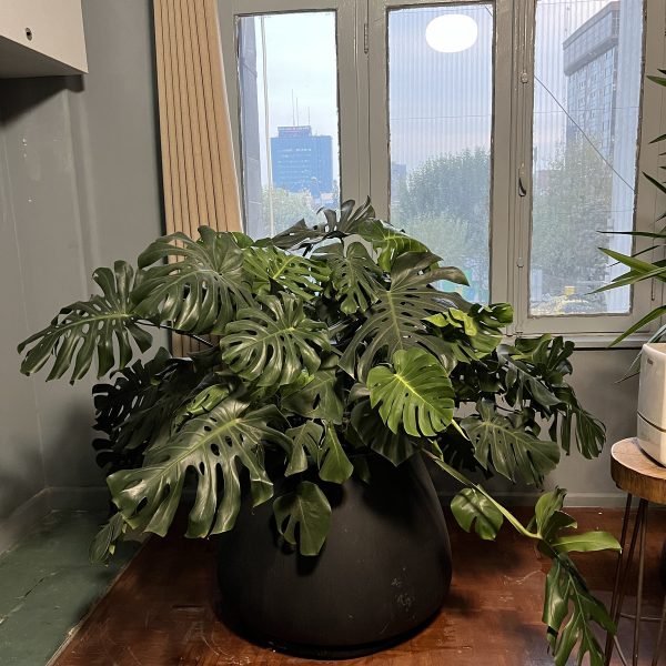 گلدان مونسترا بزرگ خاص