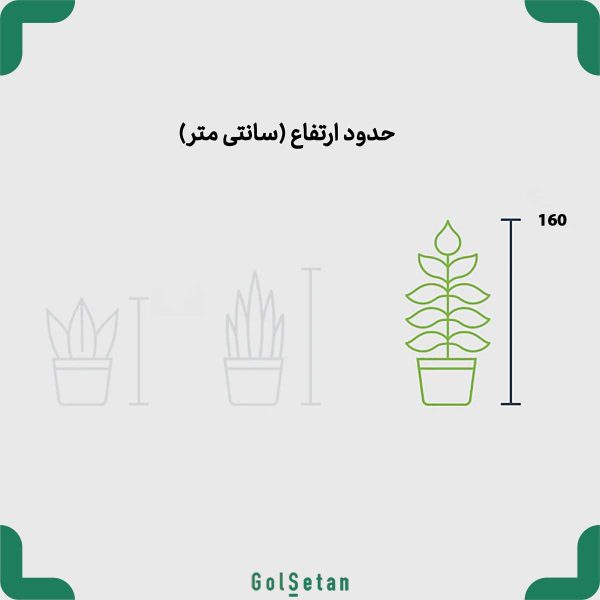 ابعاد گلدان مونسترا بزرگ