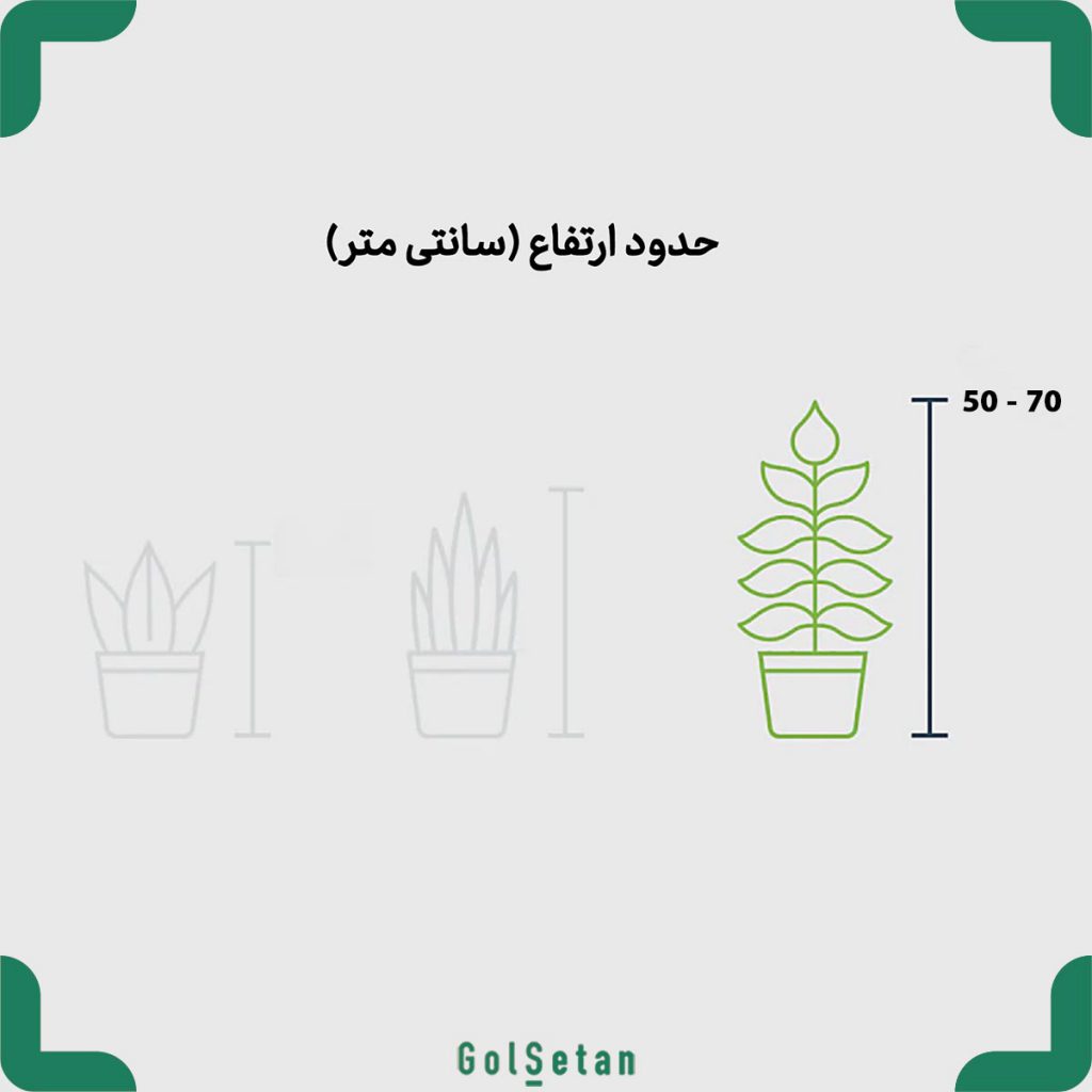 zamioculcas-pot-size