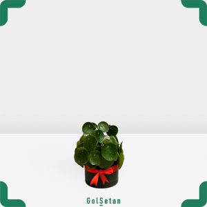 گیاه پول چینی در گلدان مشکی شیک