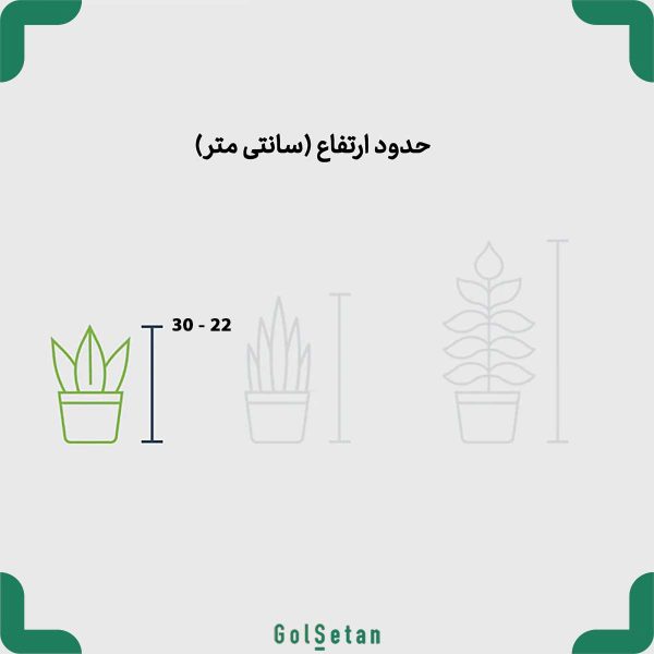 ابعاد گیاه پول چینی در گلدان مشکی