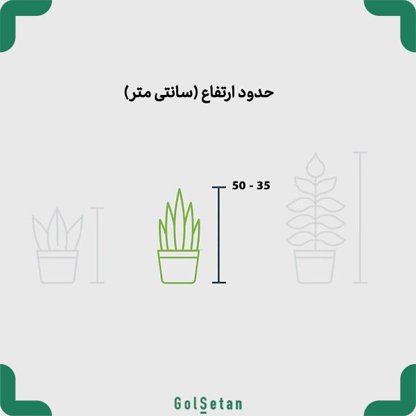 ابعاد بونسای کاج با تنه چوبی
