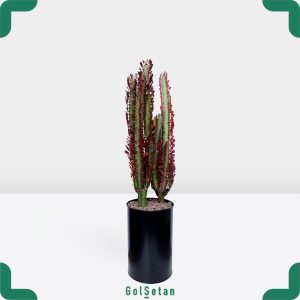 افوربیا قرمز در گلدان فلزی مشکی جذاب