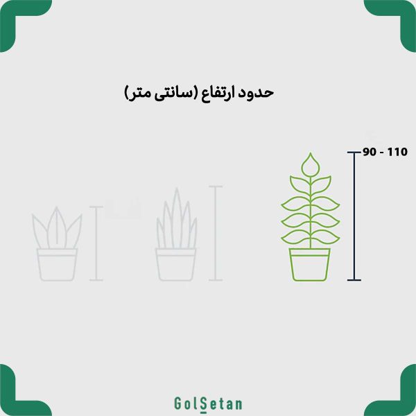 ابعاد افوربیا قرمز در گلدان فلزی مشکی