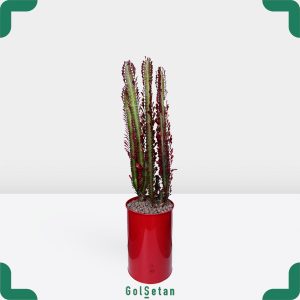 افوربیا قرمز در گلدان فلزی قرمز شیک