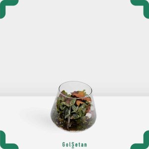 تراریوم فیتونیا شاتل کوچک خاص