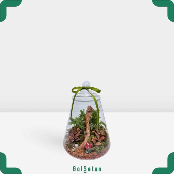 تراریوم فیتونیا و سرخس جذاب