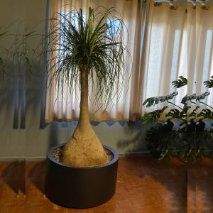 گیاه لیندا با گلدان فلزس