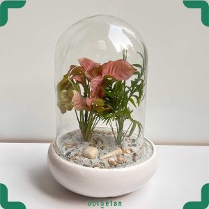 تراریوم سینگونیوم شامادورا داخل گلدان سرامیک