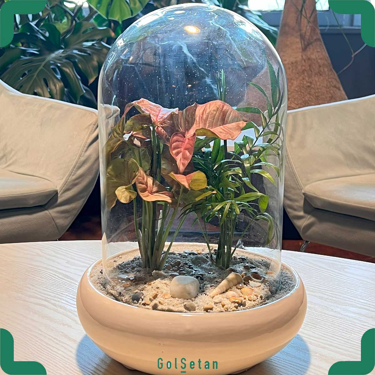 heaven-garden تراریوم سرامیکی سینگونیوم شامادورا