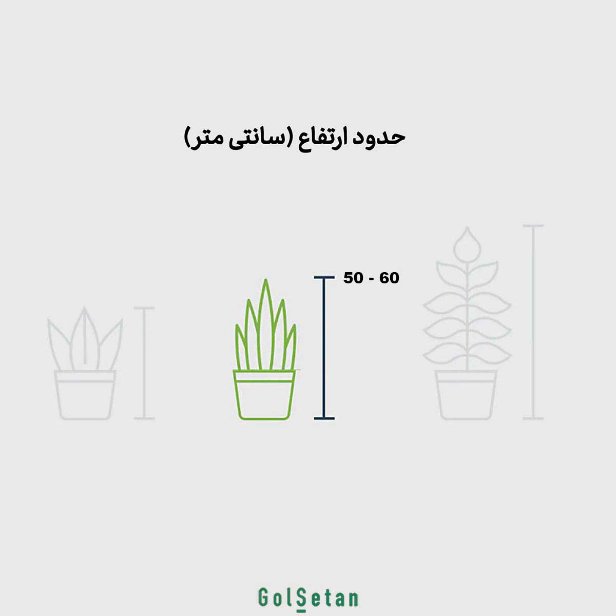 Antorium-red-S124-dimension