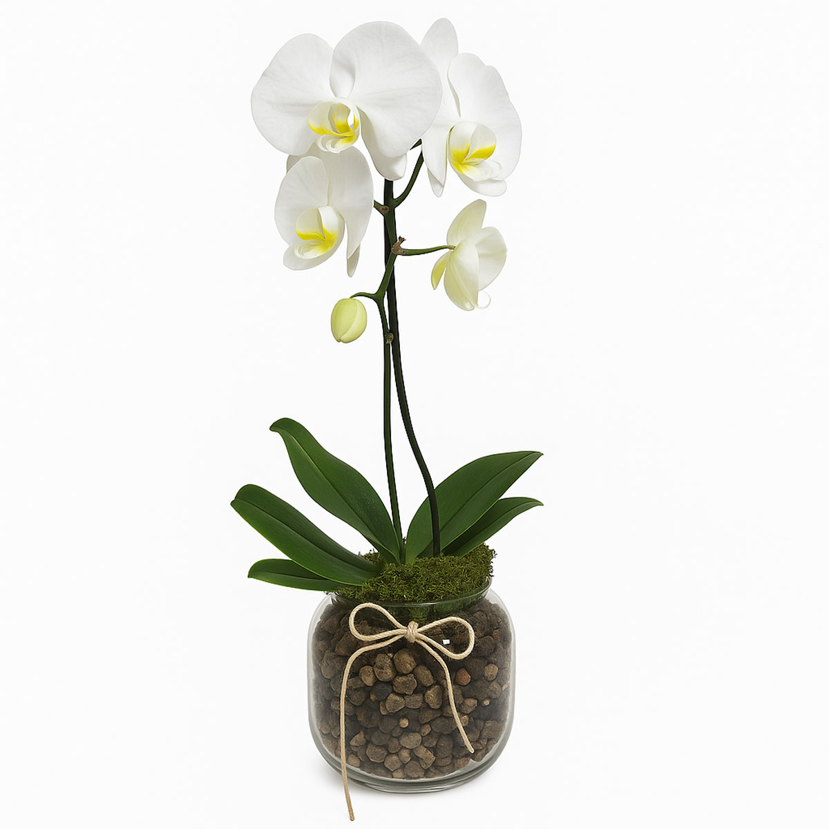 Orkide-white-yellow-P114-1