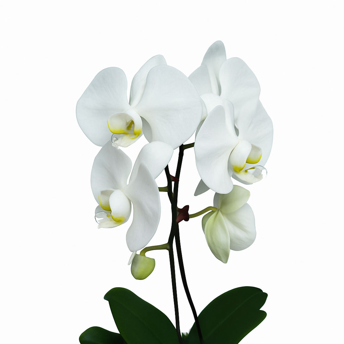 Orkide-white-yellow-P114-2