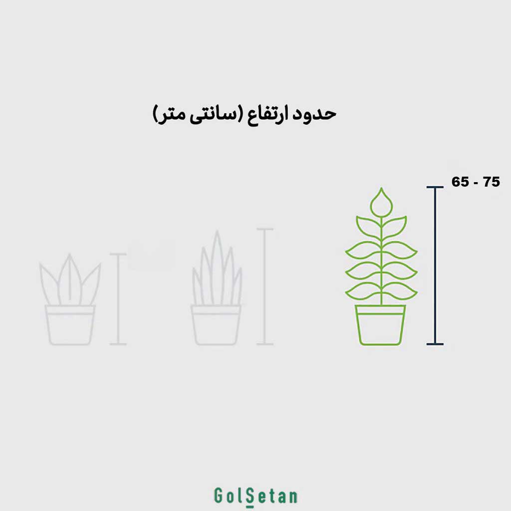 Orkide-white-yellow-P114-dimension