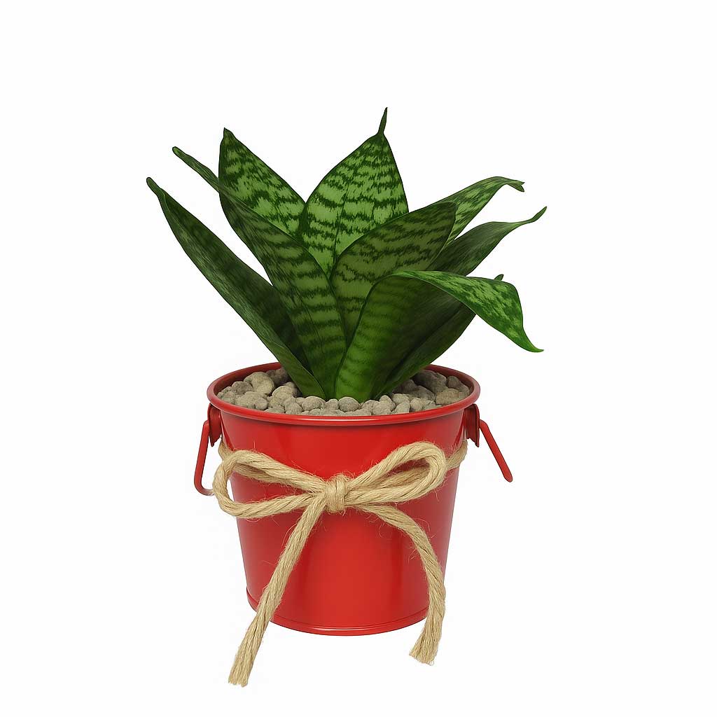 Sanseveria-pakootah-P115-1