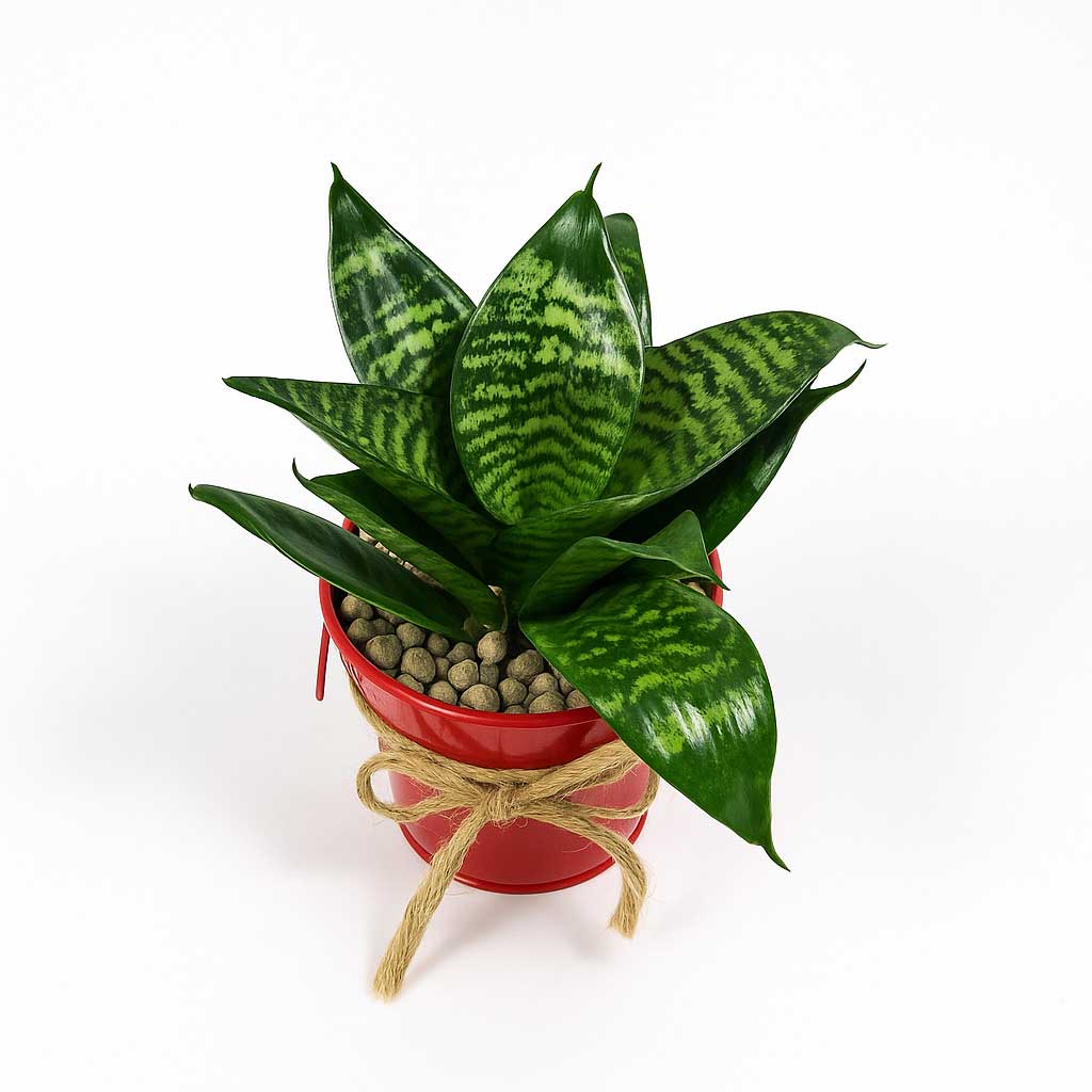 Sanseveria-pakootah-P115-2