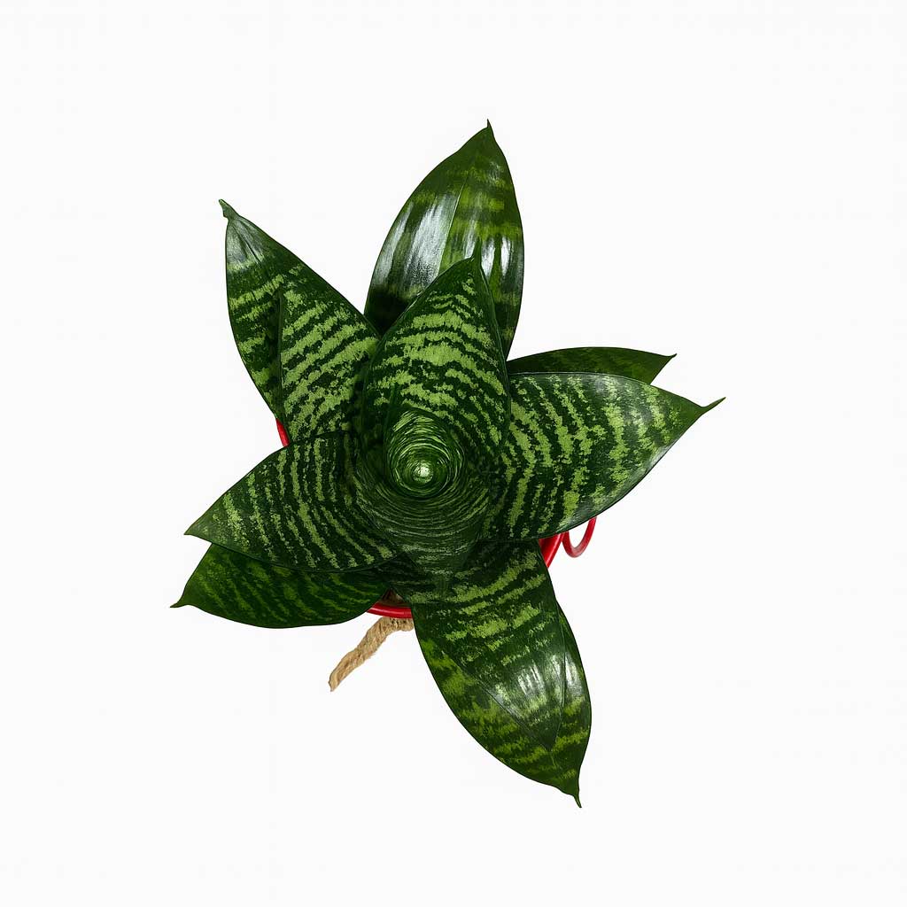 Sanseveria-pakootah-P115-3