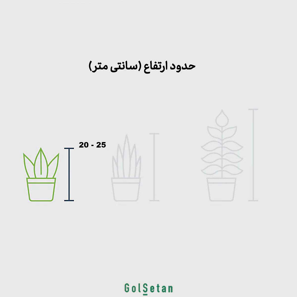 Sanseveria-pakootah-P115-dimension