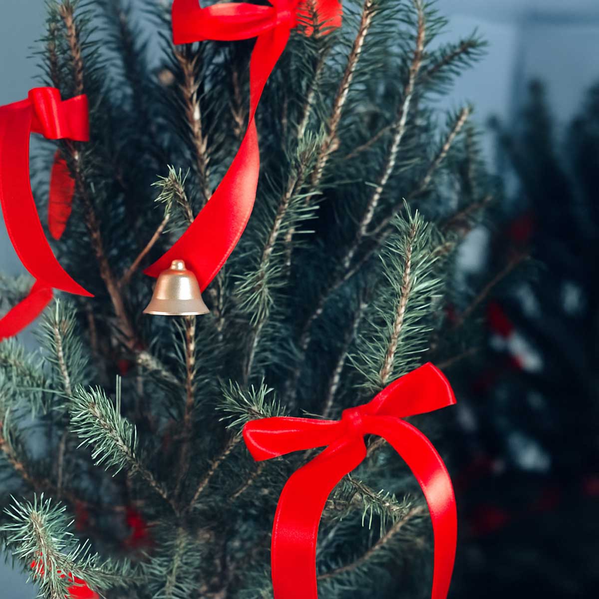 kaj-noel-crismas-P117-2