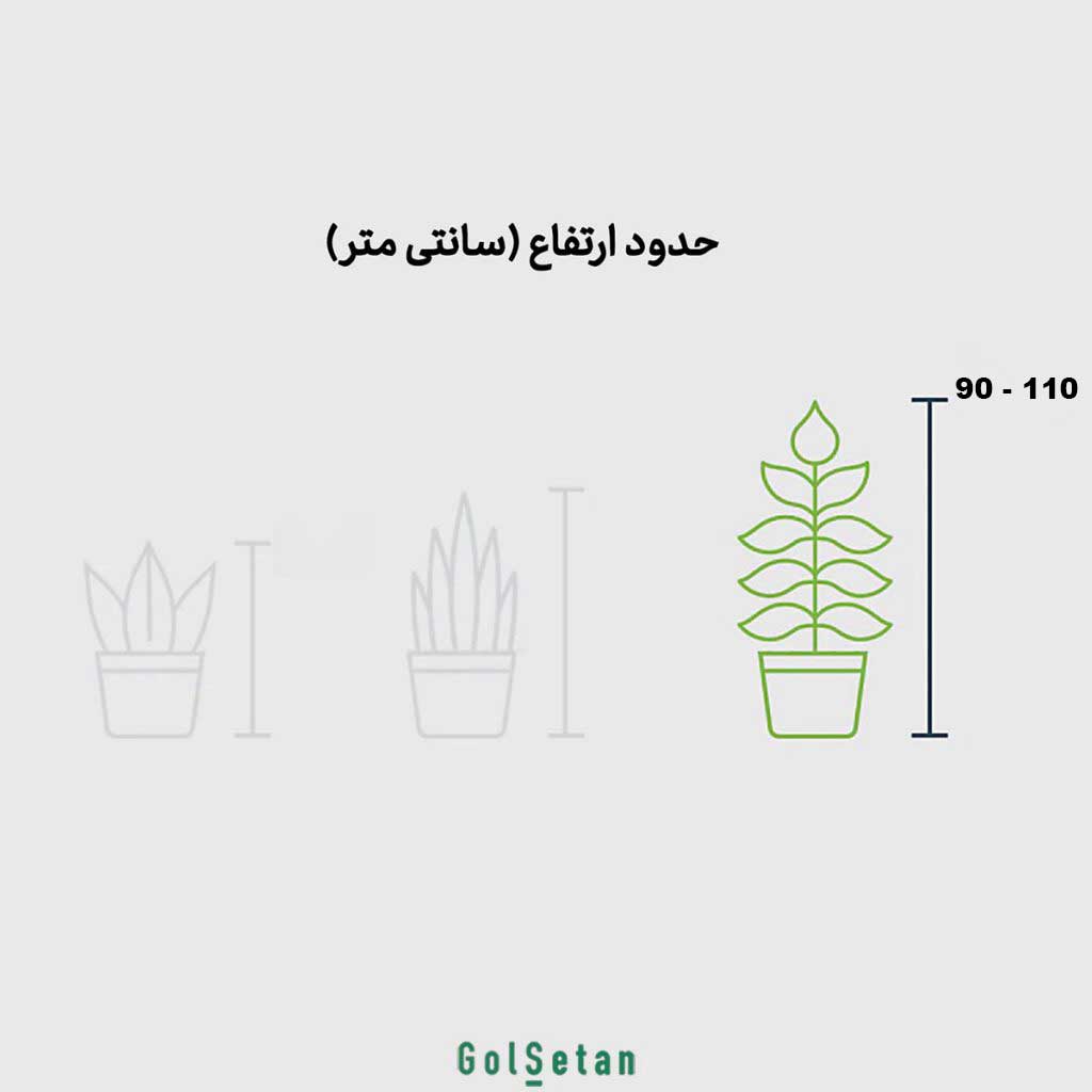 koroton-reshteyi-ablagh-S129-dimension