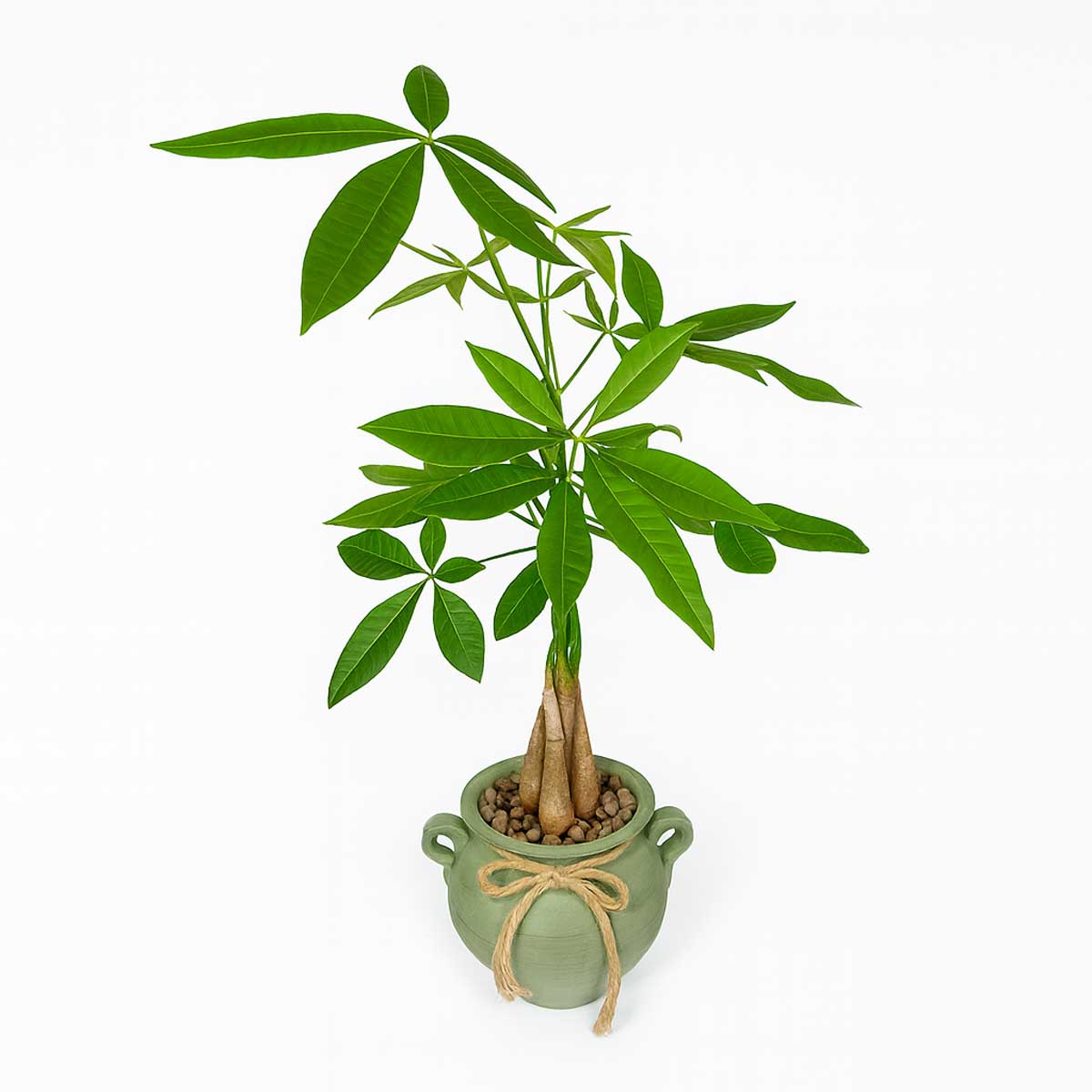 pachira-baft-3ta5-tane-1