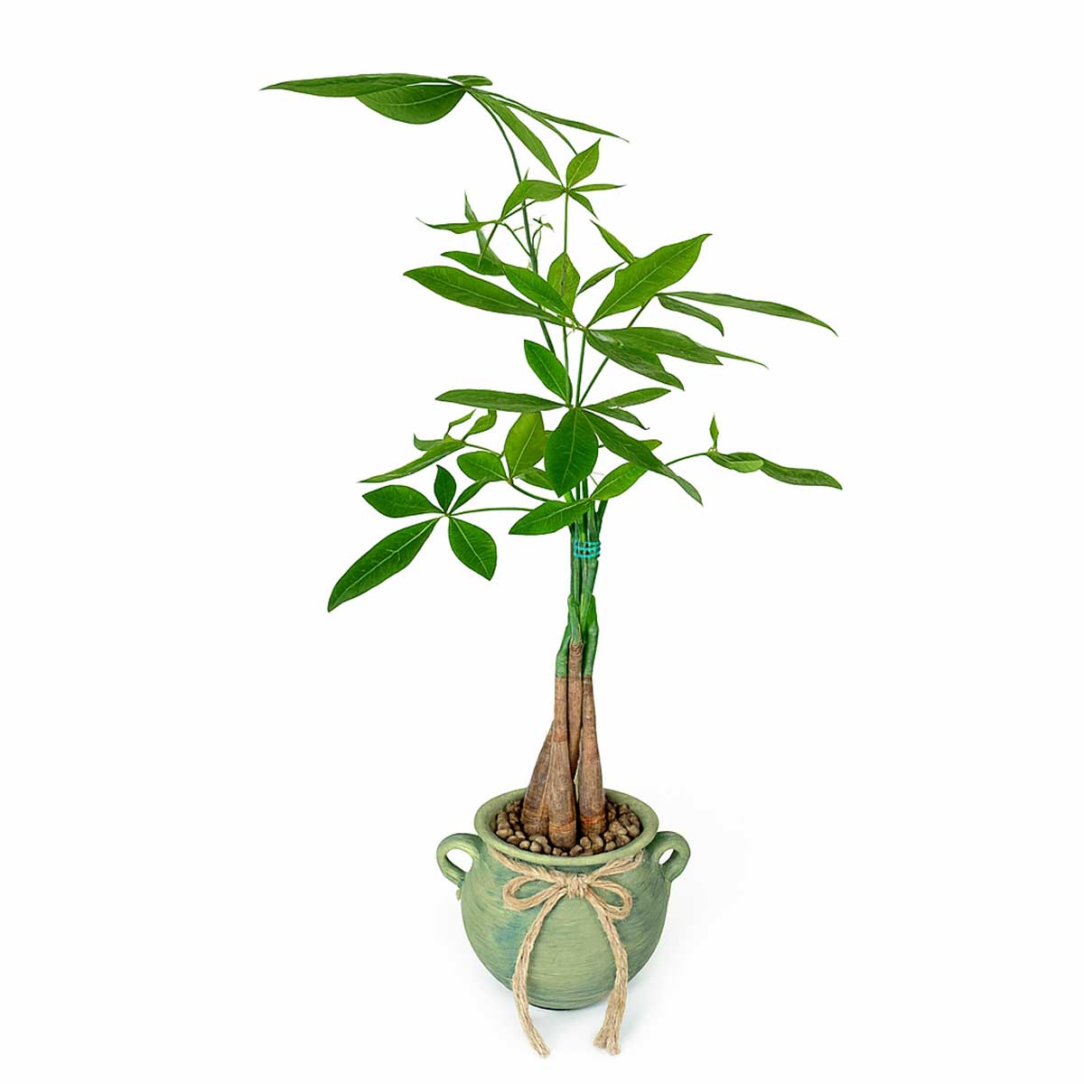 pachira-baft-3ta5-tane-2