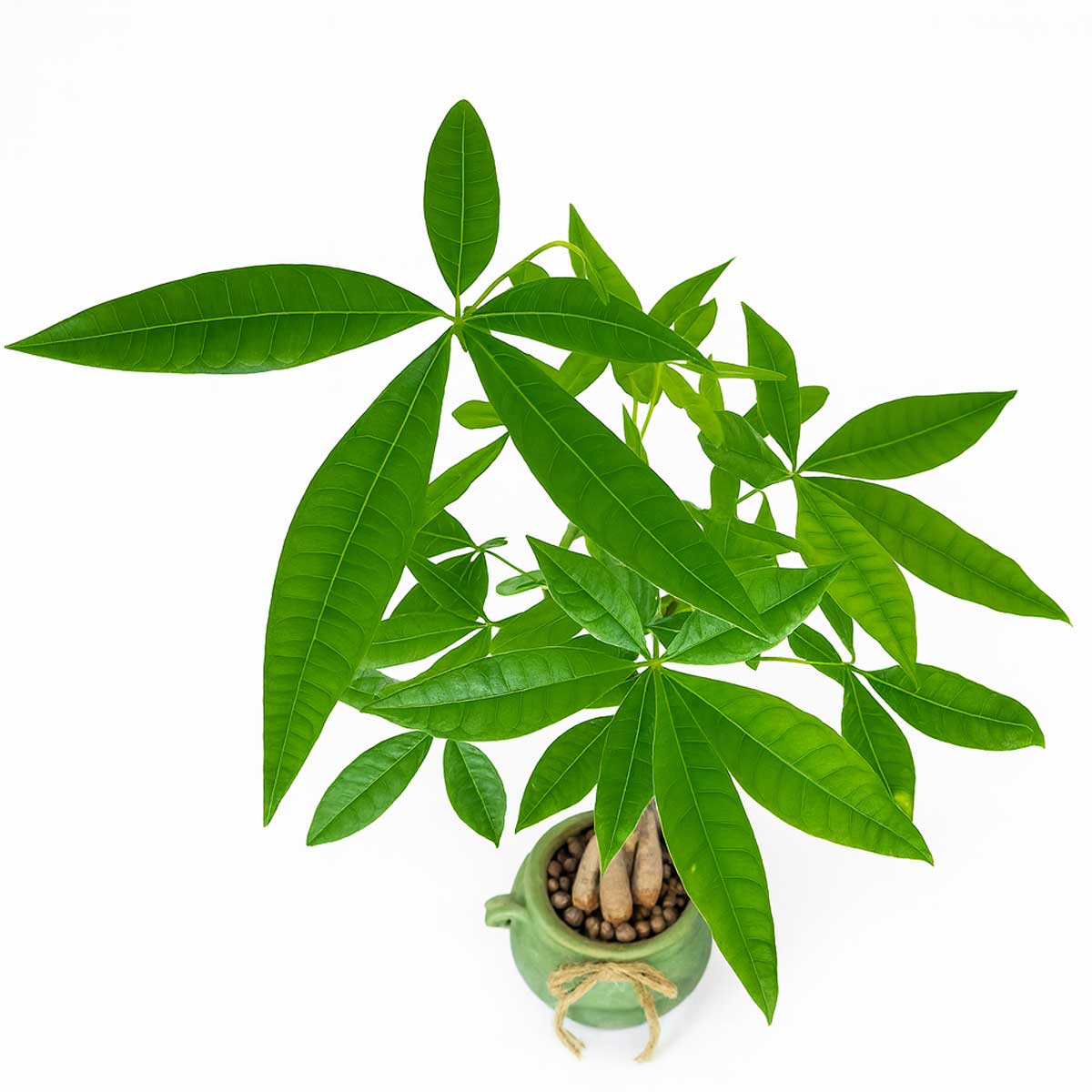 pachira-baft-3ta5-tane-3