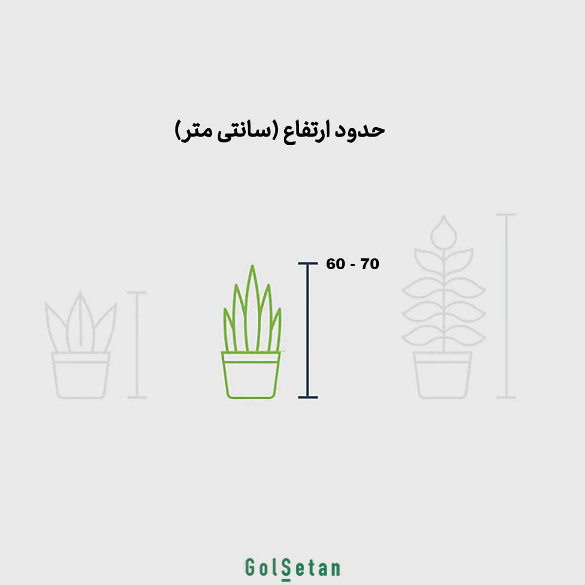 pachira-baft-3ta5-tane-dimension