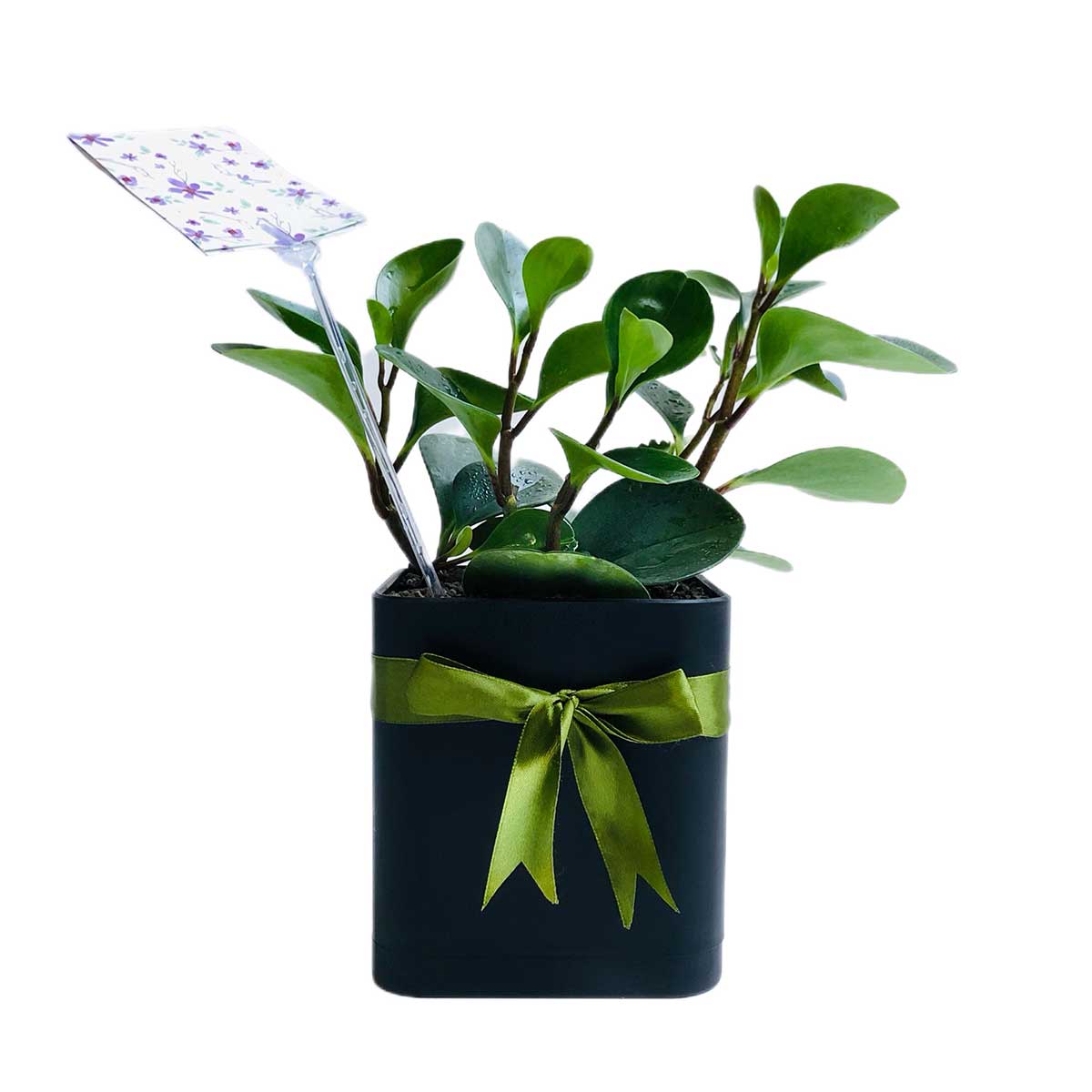 barg-ghashoghi-green