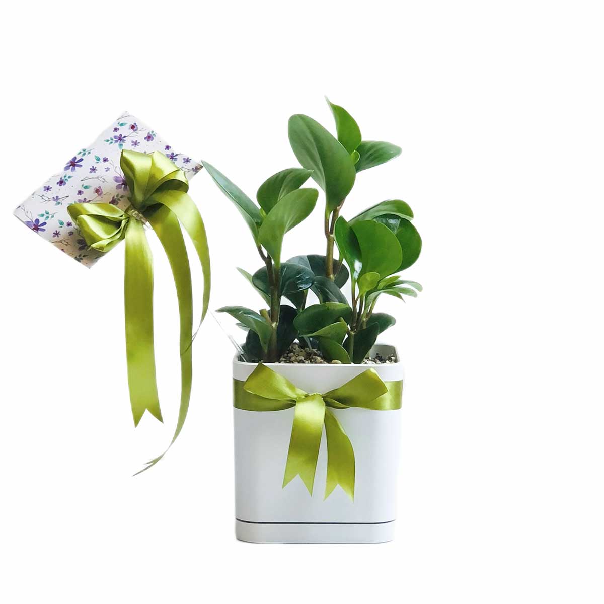 barg-ghashoghi-green1