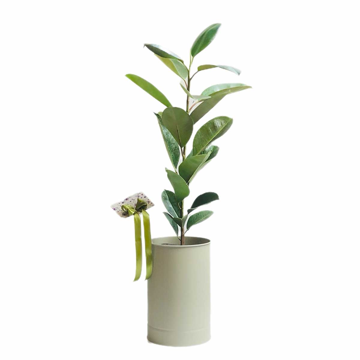 ficus-elastika2