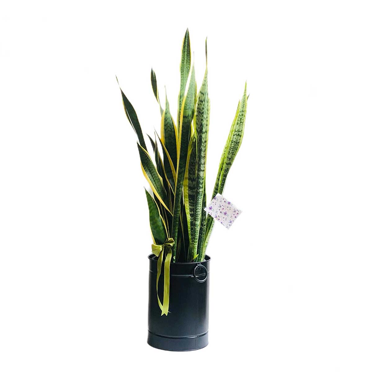Sanseveria-ablagh2-S143