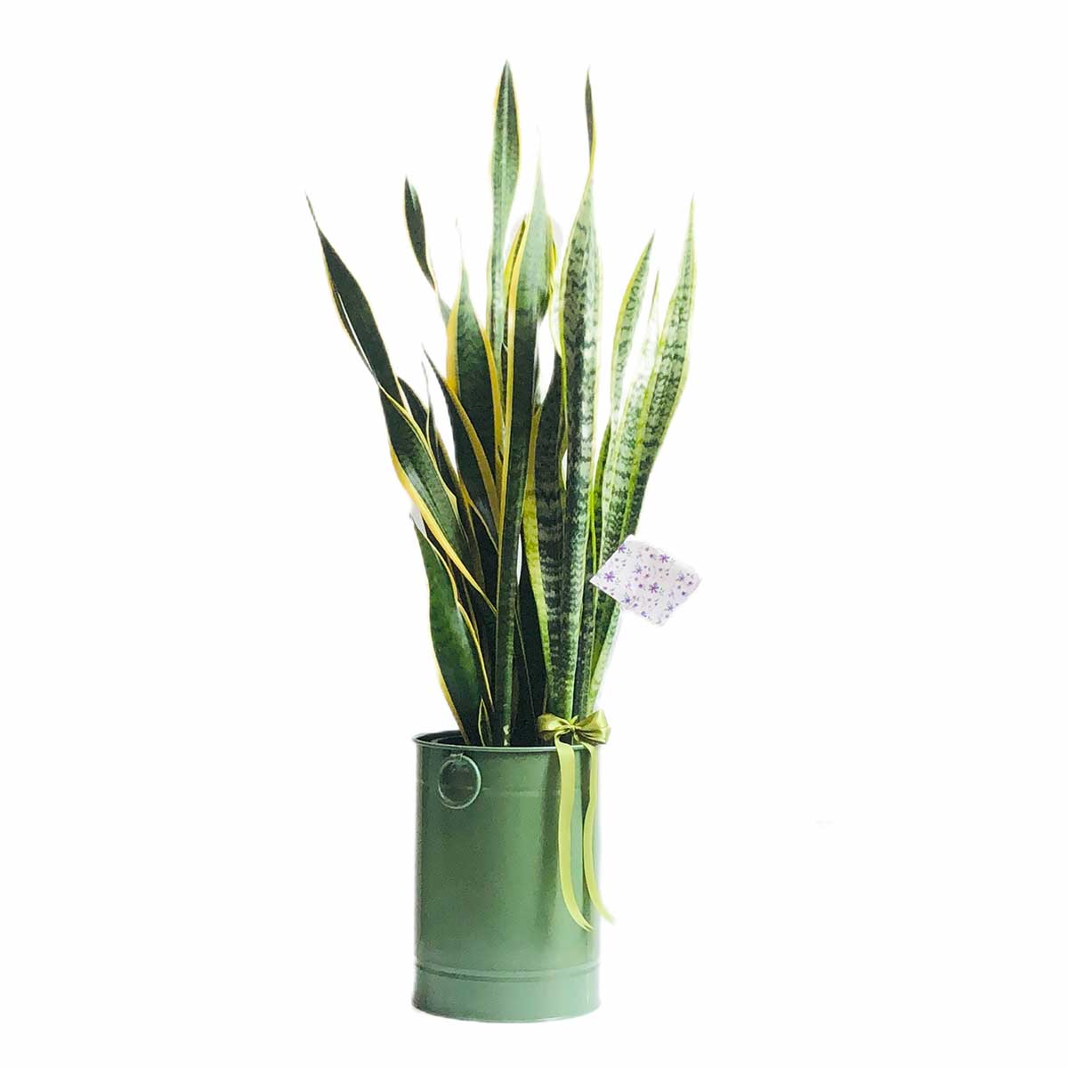 Sanseveria-ablagh3-S143