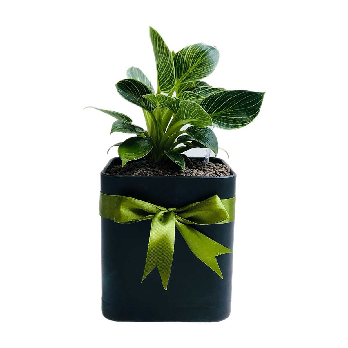 filedandroon-berkin-S46