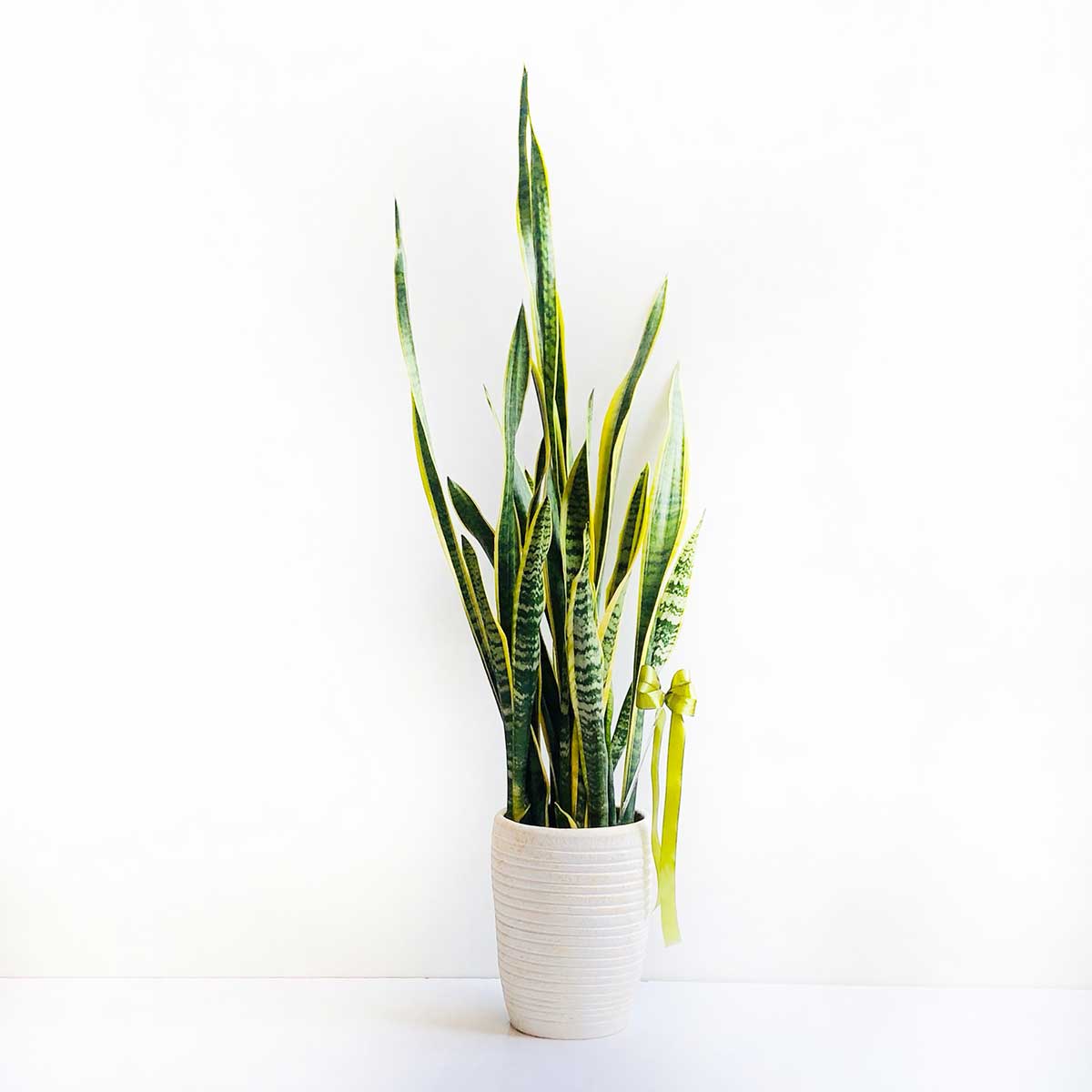 sanseveria-ablagh2-S135