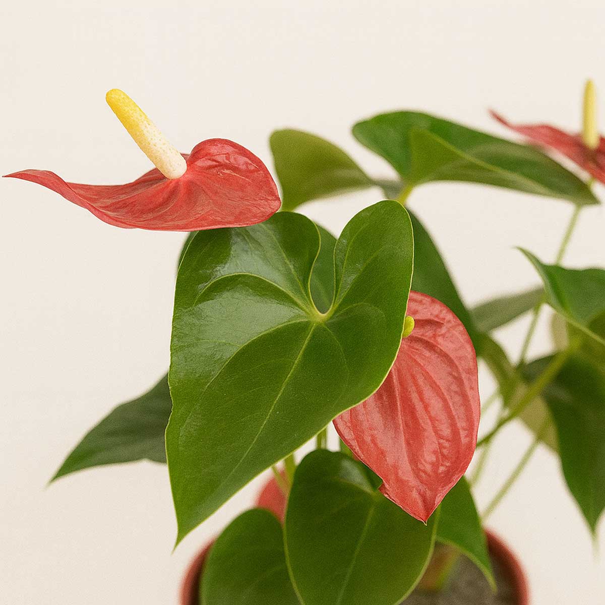 antoriom-pink-p118-2