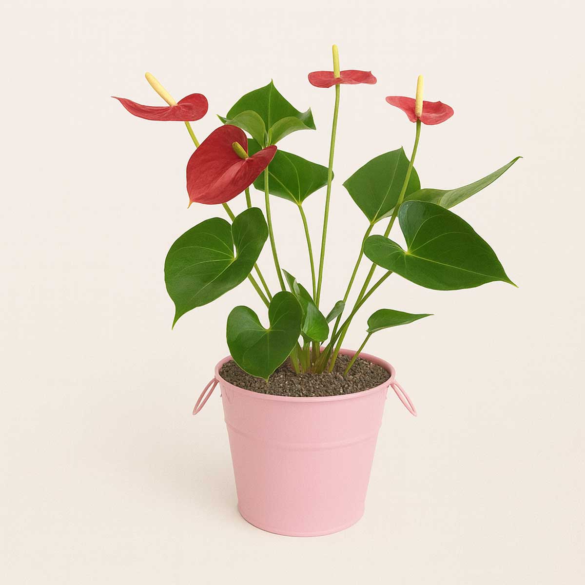 antoriom-pink-p118