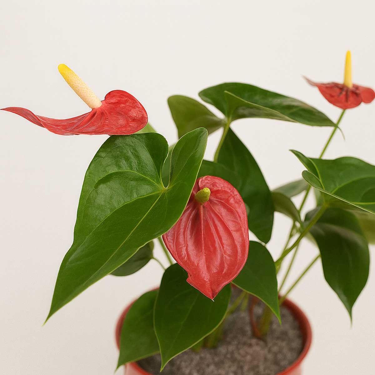 antoriom-red-p119-2
