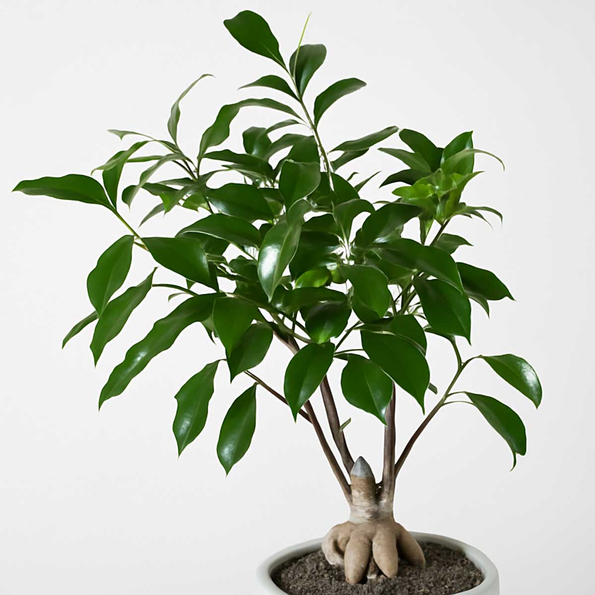 bonsai-sooratak-p122-2